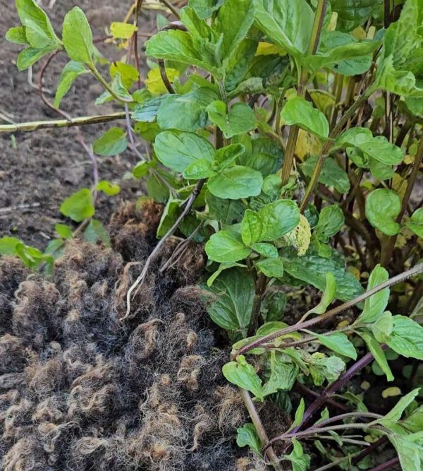 Garden Wool – in aid of Gaza (UNICEF fundraiser)