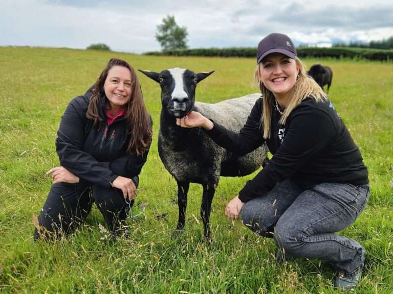 Private Sheep Tours in Ireland